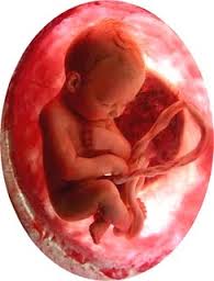 Bebelus In Sacul Amniotic